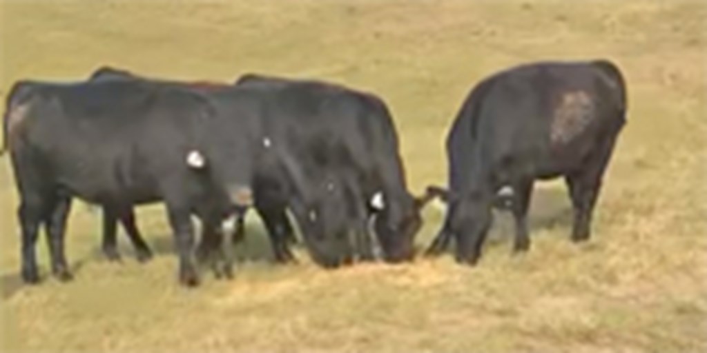 150 Purebred Angus Bred Heifers... Central MO