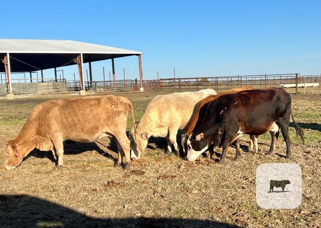 Cattle Range Listing Photo