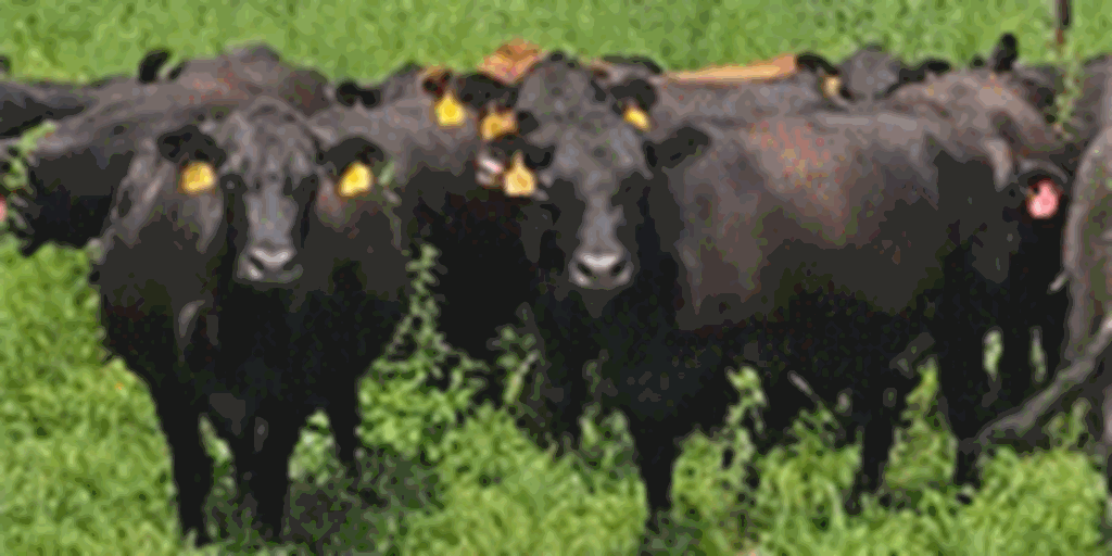 550 Angus Cows... Southwest MO