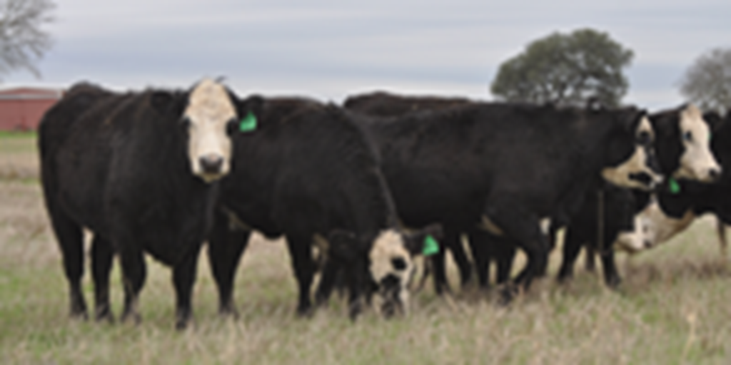 16 Angus/Hereford Black Baldy Bred Heifers... Central TX