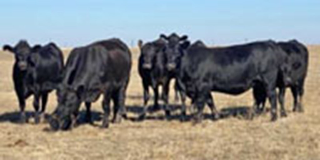 45 Angus Bred Heifers... TX Panhandle