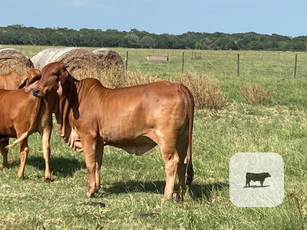 Cattle Range Listing Photo