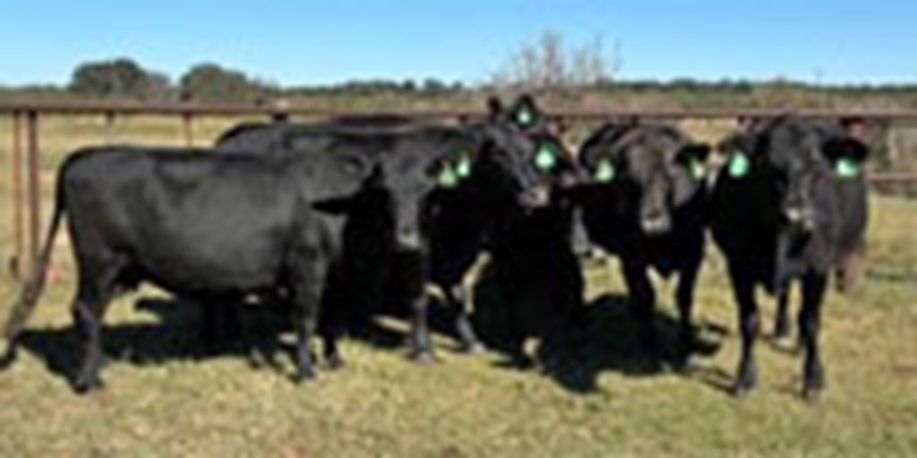 7 Angus Cows... W. Central TX