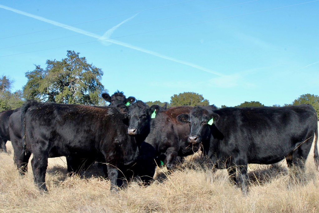 Cattle Range Listing Photo