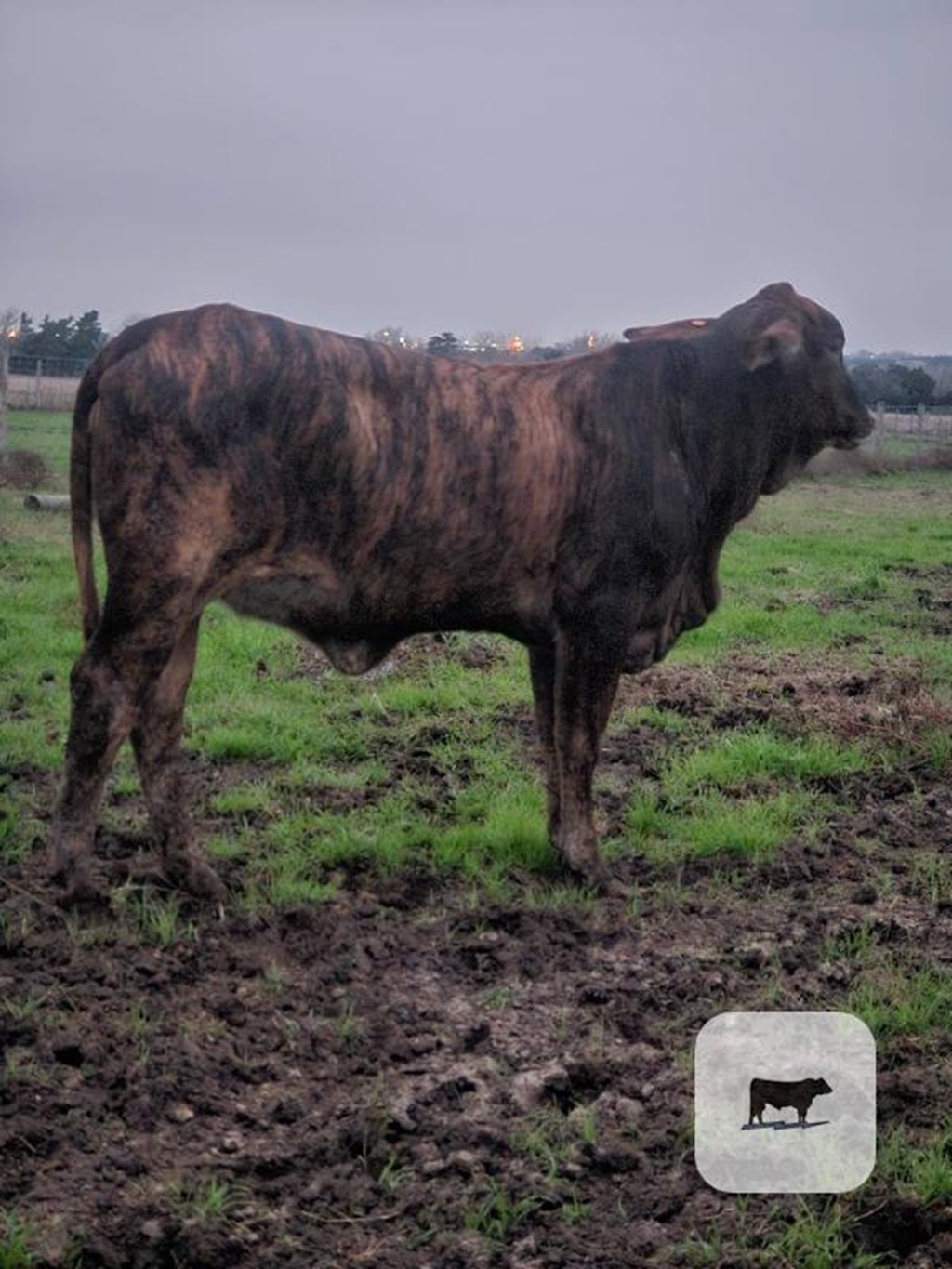 Cattle Range Listing Photo