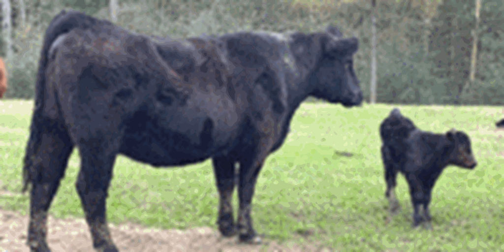 50 Angus Cows w/ 38+ Calves... Southeast MS