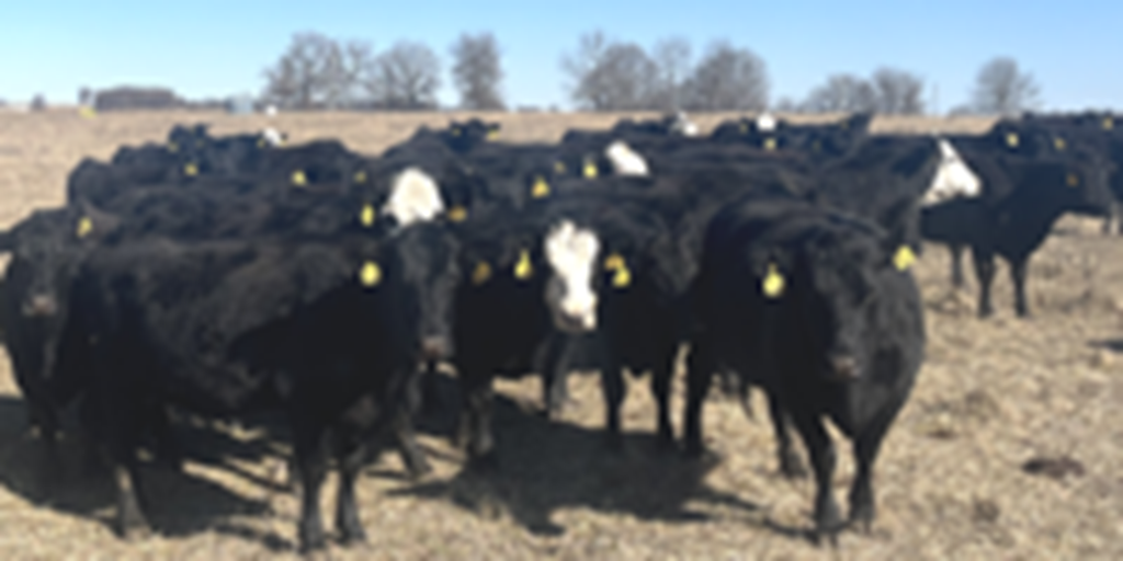 40 Angus & BWF Cows... Southwest MO (1)
