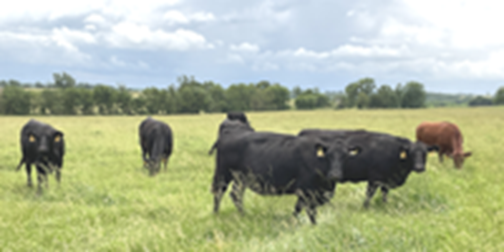 41 Angus, BWF, Red Angus, RWF, & Charolais Cross Cows... Southwest MO
