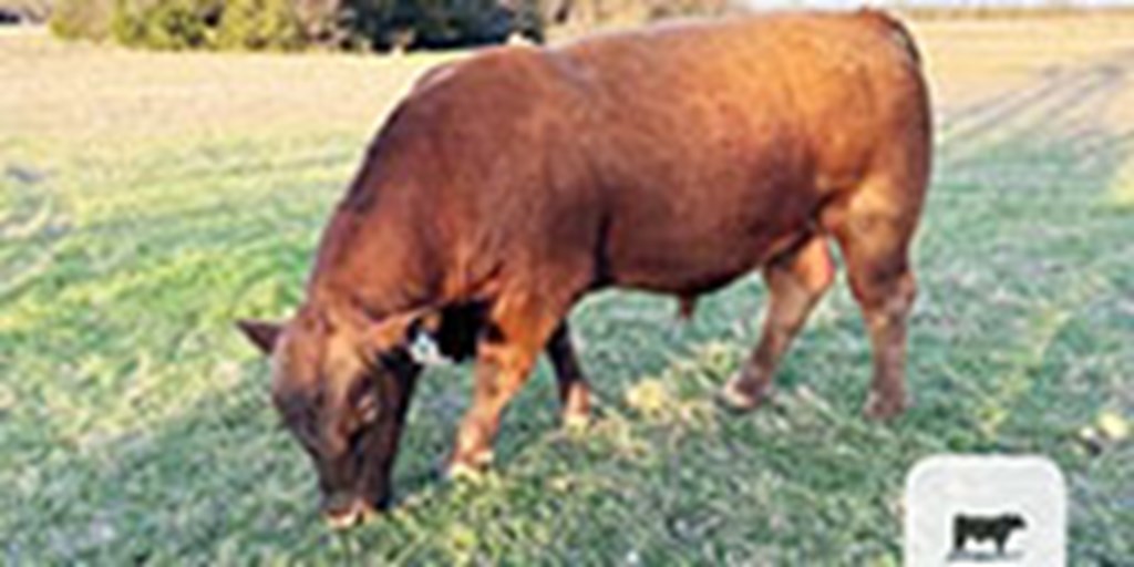 1 Reg. Red Angus Bull... North TX