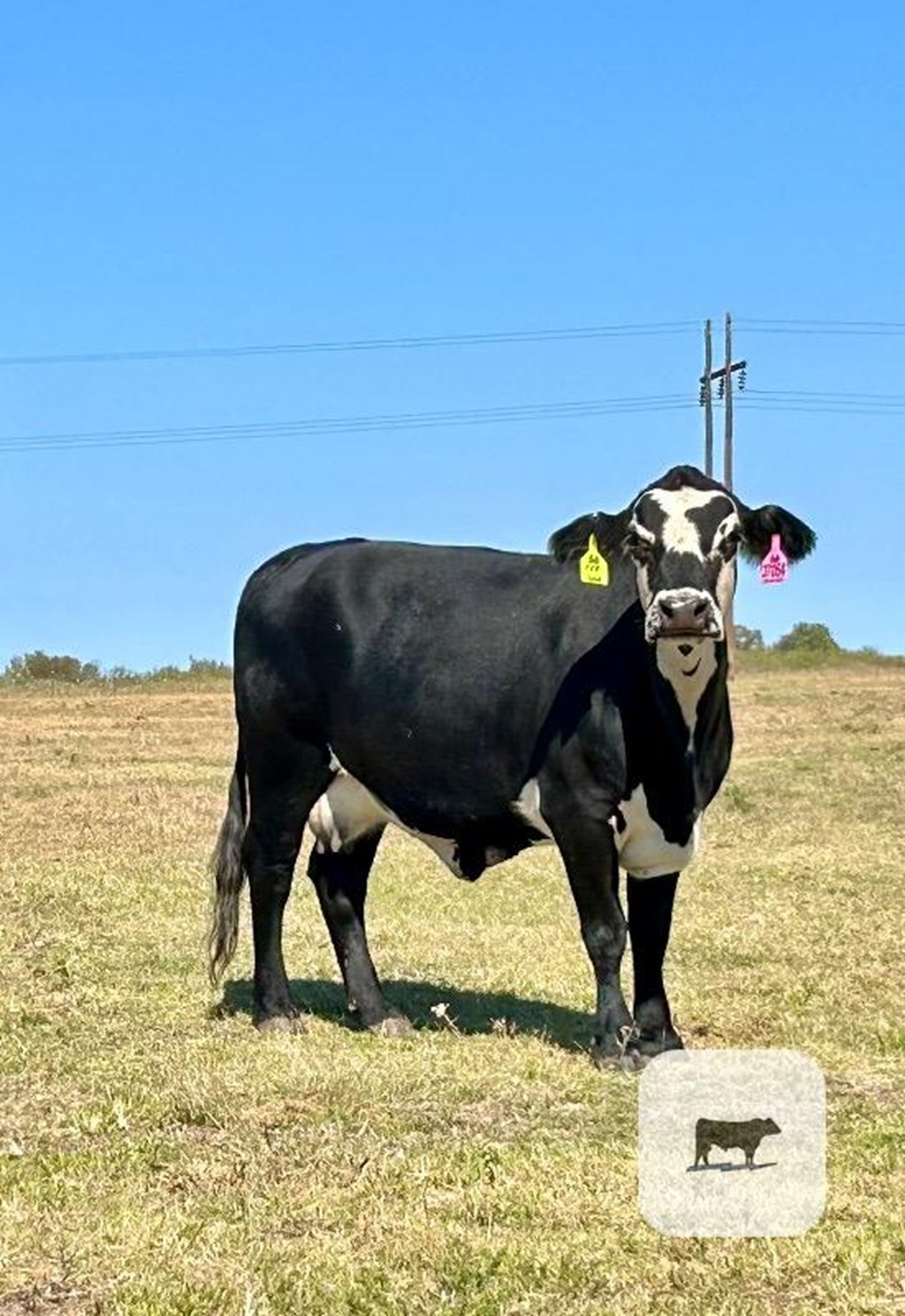 Cattle Range Listing Photo