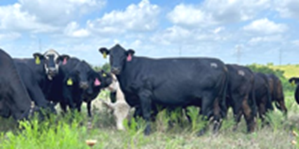 42 Angus Plus & BWF Cows... Central TX