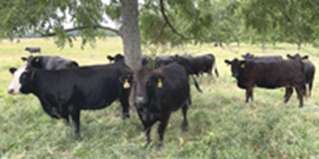 40 Angus & BWF 2nd-Calf Cows... Southwest MO