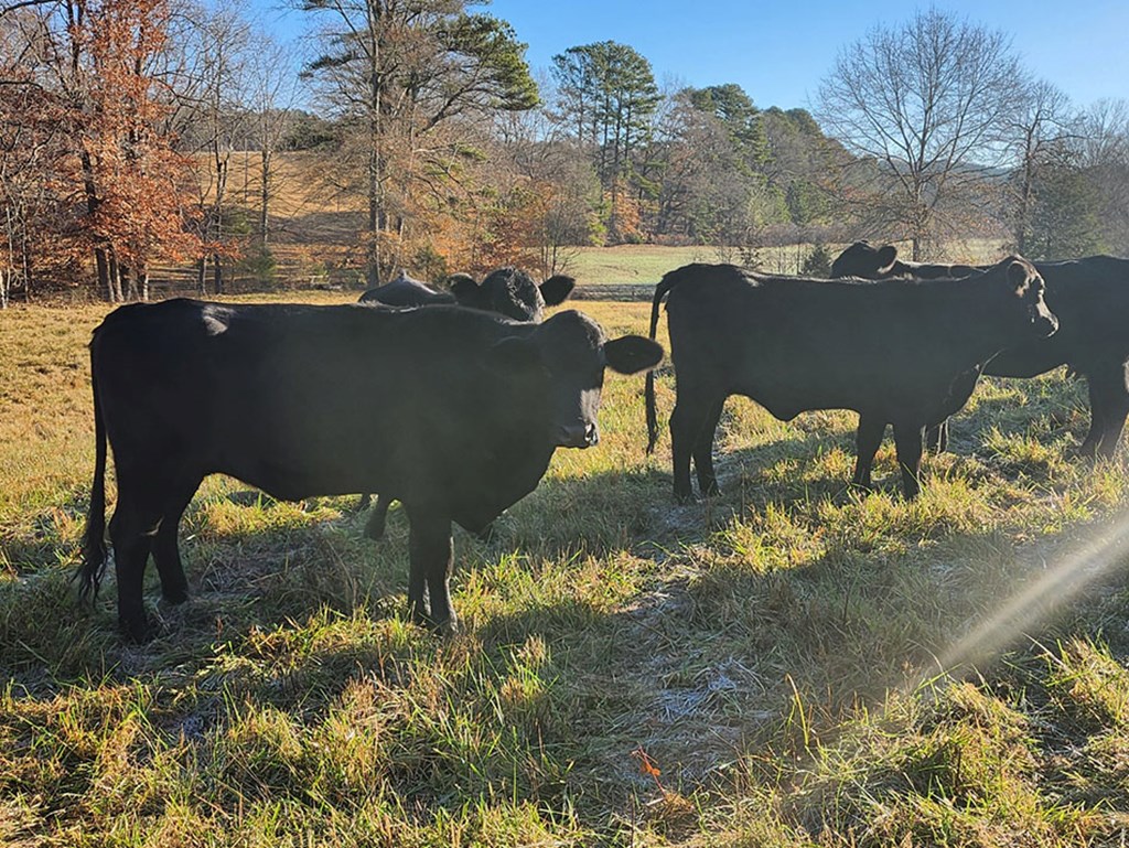 Cattle Range Listing Photo