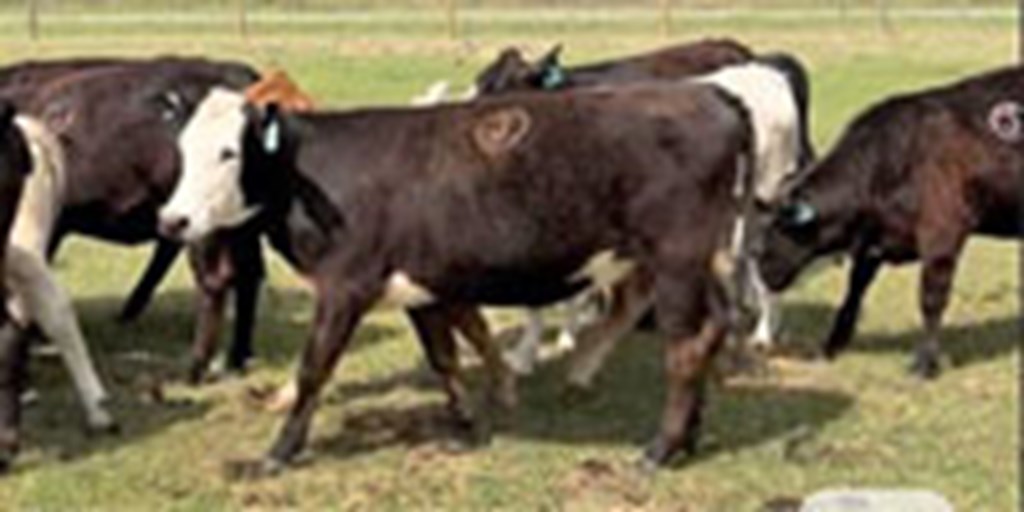 100 Angus/Brangus/Charolais Bred Heifers... Northern FL
