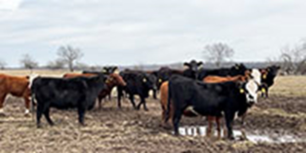 40 Angus, BWF, Red Angus, RWF, & Charolais Cross Open Cows... Southwest MO