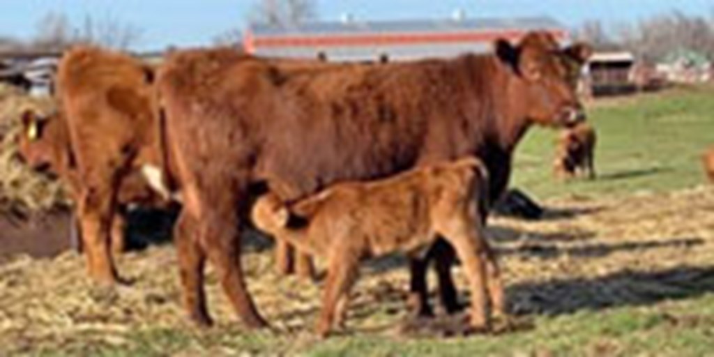 10 Red Angus 1st-Calf Pairs... Central OK