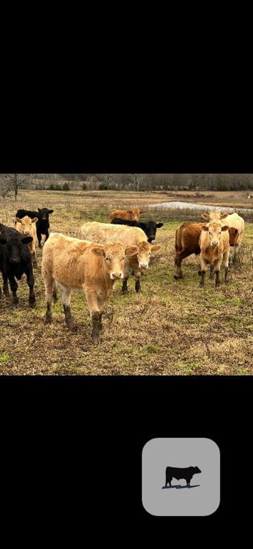 Cattle Range Listing Photo