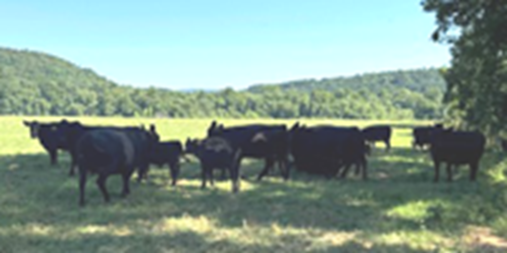 158 Angus & BWF Cows w/ 96+ Calves... Northwest AR