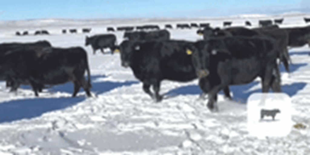 157 Angus Cows... W. Central WY