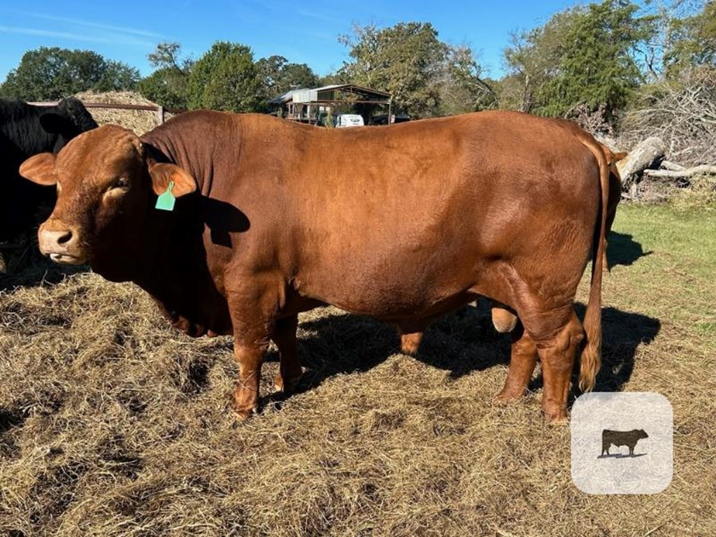 Cattle Range Listing Photo