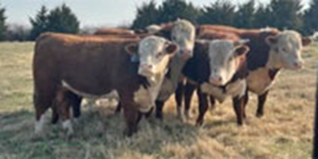 Listings Cattle Range