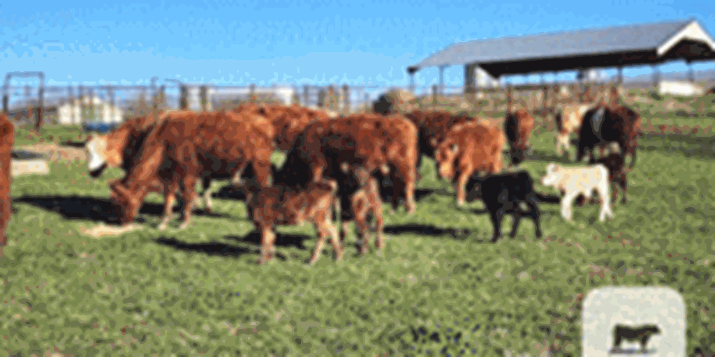 40 Angus & Red Angus Cows w/ 28+ Calves... Central MO