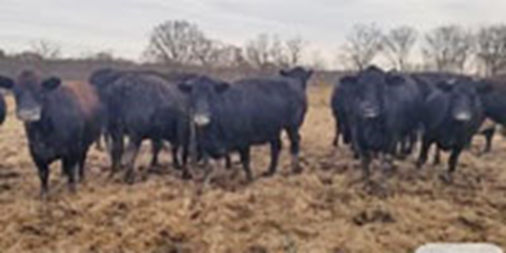 35 Angus Cross Cows w/ 12+ Calves... Central MO