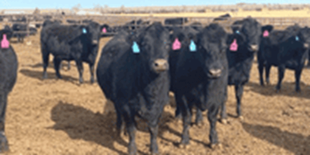 47 Angus & BWF Bred Heifers... Southwest KS