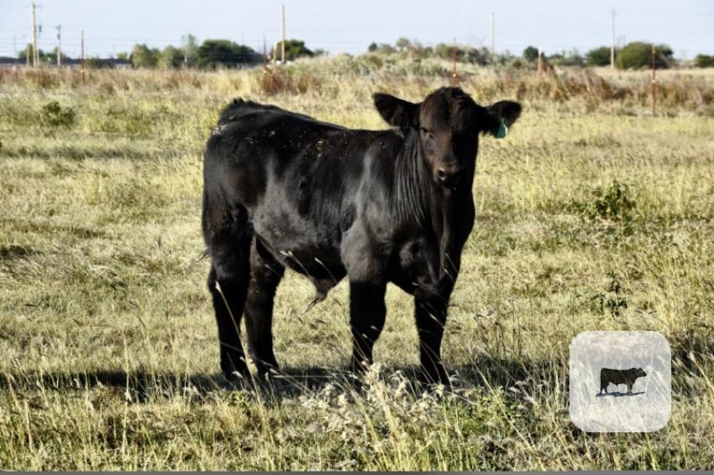 Cattle Range Listing Photo