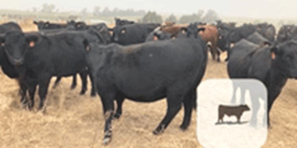 150 Angus Bred Heifers... Southwest NE