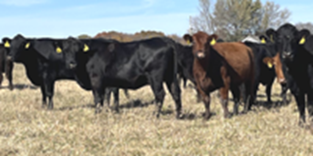 60 Angus, BWF, Red Angus, RWF, & Charolais Cross Cows... Southwest MO