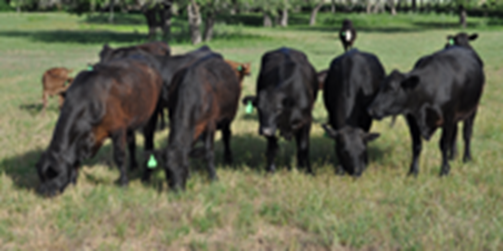 9 Brangus 1st-Calf Pairs... Central TX