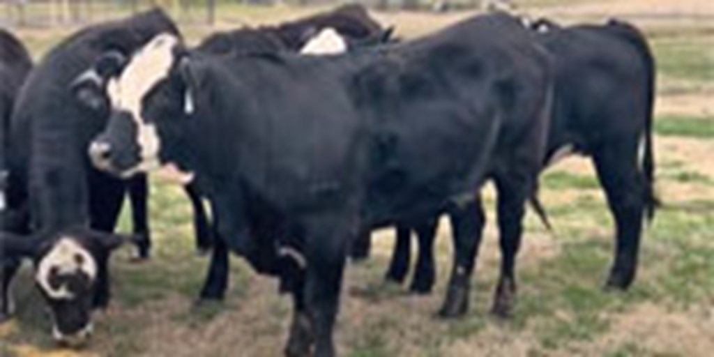 10 Brangus 'BWF' Rep. Heifers... Central TX