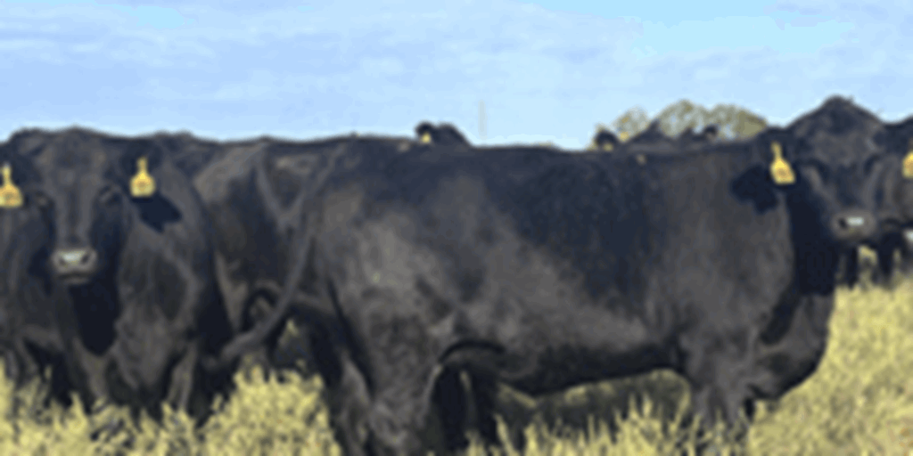 25 Angus & BWF Bred Heifers w/ 5+ Calves... Southwest MO