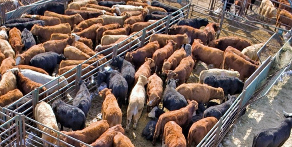 Resuming Mexican Cattle Imports before Holidays Unlikely