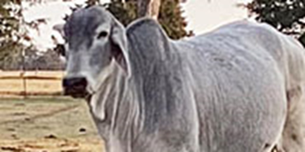 1 Brahman Cow & Calf Pair... North TX