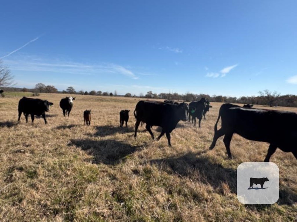 Cattle Range Listing Photo