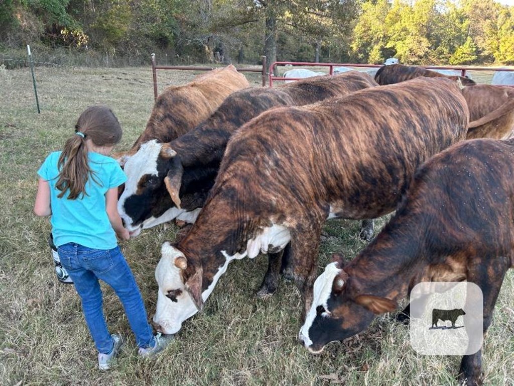 Cattle Range Listing Photo