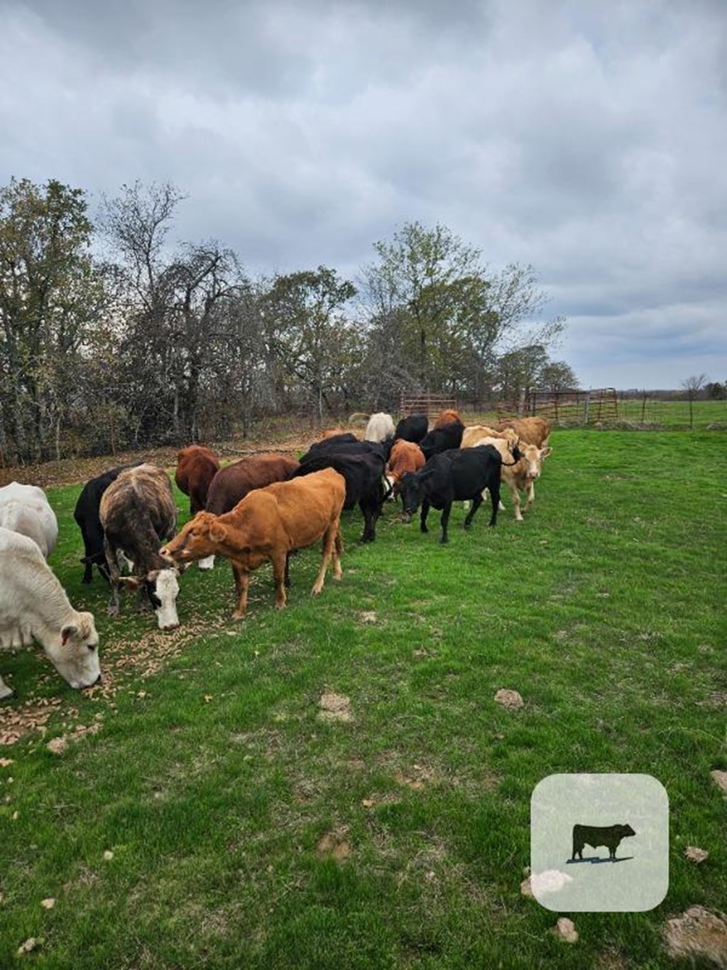 Cattle Range Listing Photo