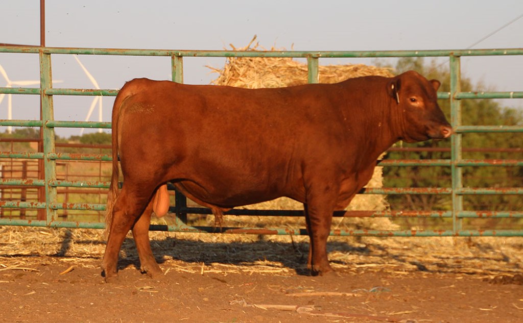 Cattle Range Listing Photo