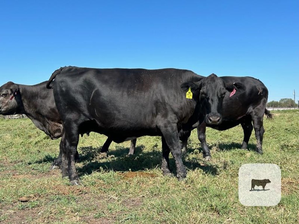 Cattle Range Listing Photo