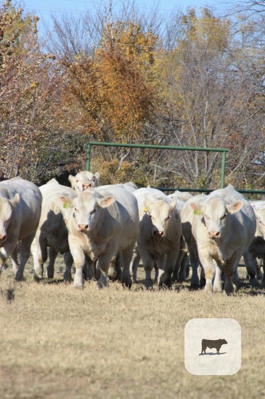 Cattle Range Listing Photo