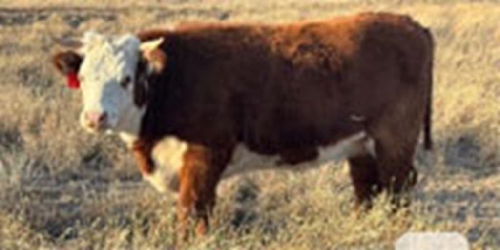 16 Hereford Bred Heifers... TX Panhandle