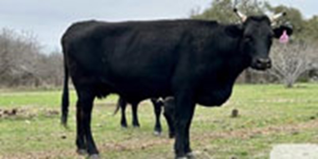 30 Angus, Brangus, Charolais & Crossbred Cows... Central TX