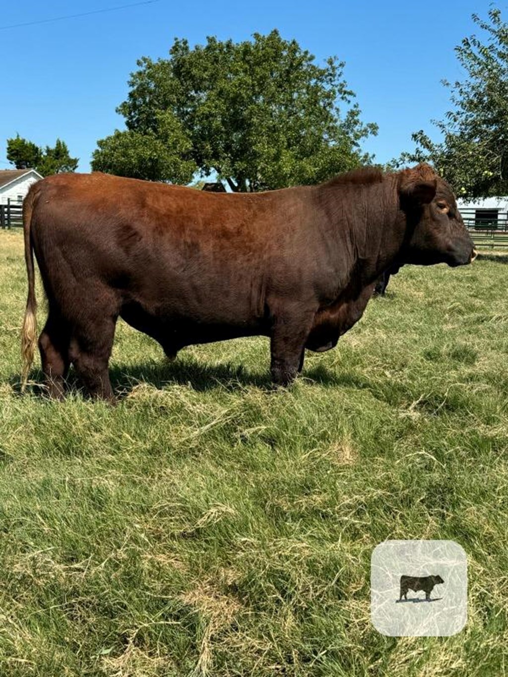 Cattle Range Listing Photo