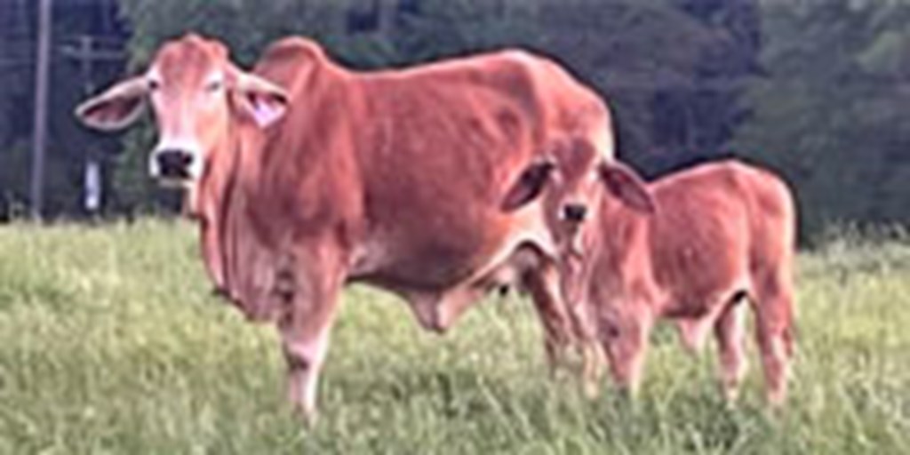 22 Brahman Cows w/ 18+ Calves... East TX