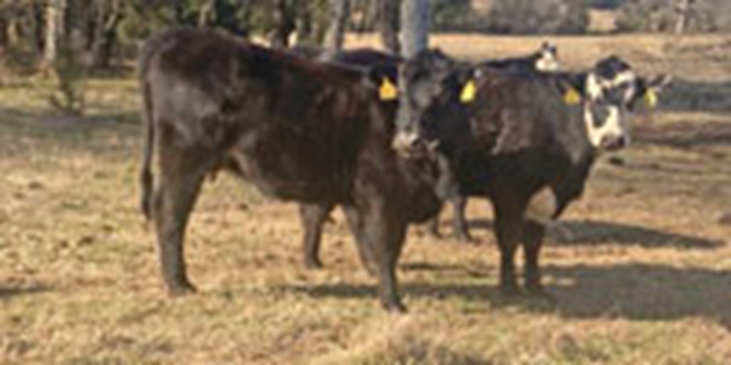 20 Angus Cross Black Baldy 1st-Calf Pairs... S. Central TN