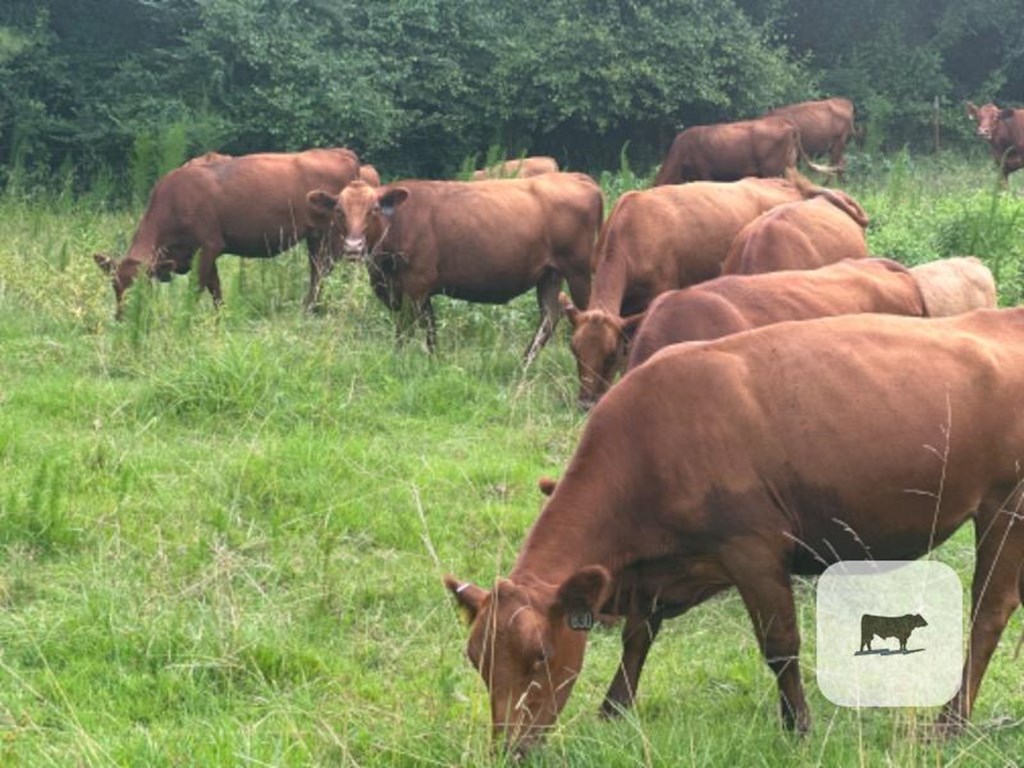 Cattle Range Listing Photo