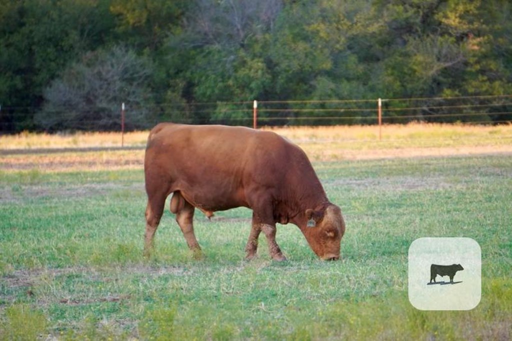 Cattle Range Listing Photo