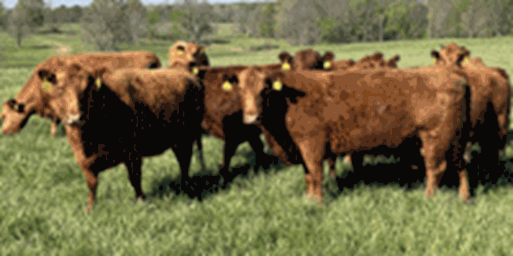 120	Red Angus & RWF Cows... Southwest MO